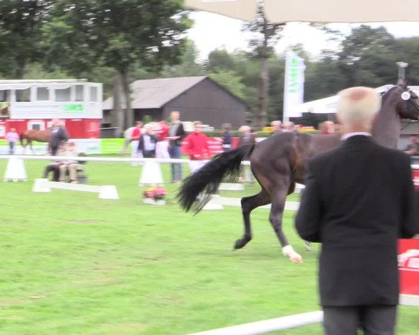 50. Westfälische Eliteschau, 31.07.2015, 3- und 4-jährige Reitpferde-, Friesen und Kaltblutstuten;
Ring 2 Springstuten
