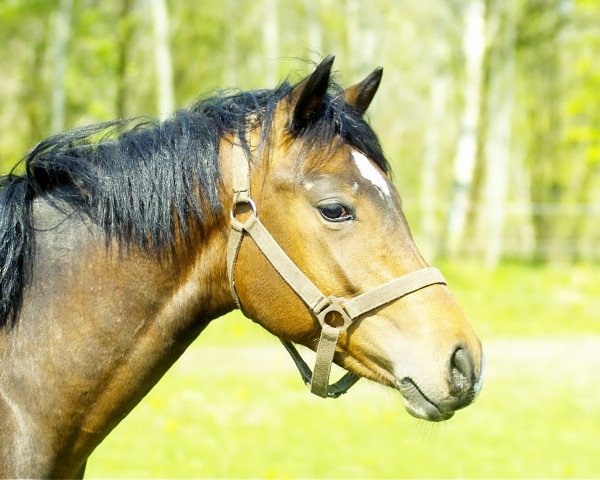 stallion Petit Harry Potter (German Riding Pony, 2012, from Holsteins Herold)