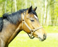 stallion Petit Harry Potter (German Riding Pony, 2012, from Holsteins Herold)