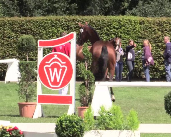 50. Westfälische Eliteschau, 31.07.2015, 3- und 4-jährige Reitpferde-, Friesen und Kaltblutstuten;
Ring 1 Springstuten
