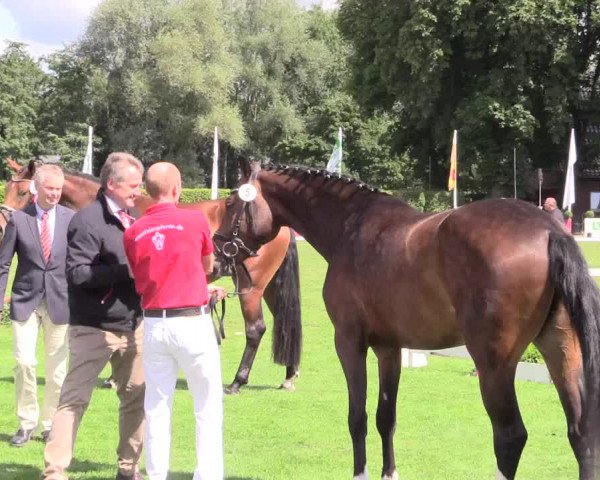 50. Westfälische Eliteschau, 31.07.2015, 3- und 4-jährige Reitpferde-, Friesen und Kaltblutstuten;
Ring 1 Springstuten
Schrittring