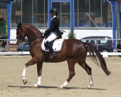 Zuchtstute Firefly 16 (Westfale, 2008, von Fürst Piccolo)