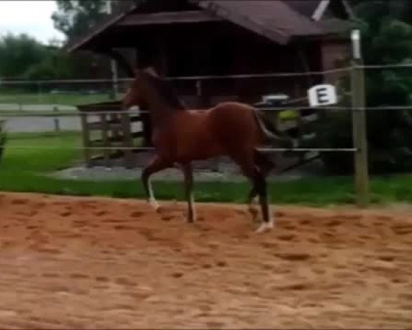 Video of Jaspis