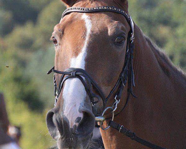 dressage horse Quirin 3 (Hanoverian, 1991, from Aircraft)