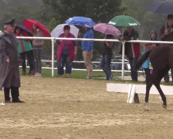 Stuten- und Fohlenschau Brilon 2015, 13.07.2015, Warmblutfohlen