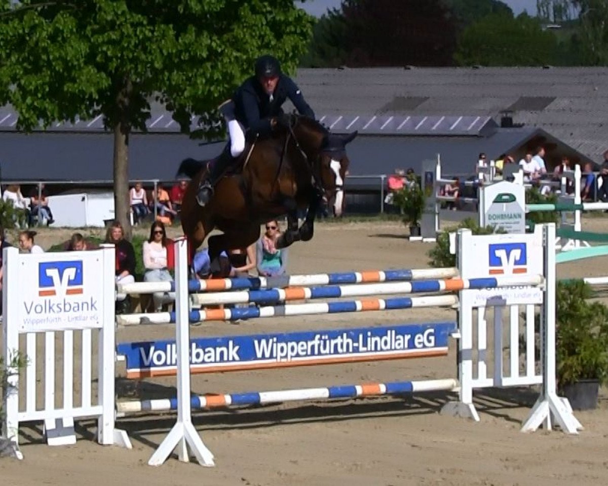 Zuchtstute Quicksilver VA (Holsteiner, 2006, von Quidam de Revel)