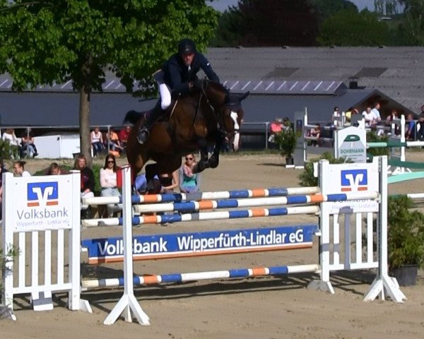 Zuchtstute Quicksilver VA (Holsteiner, 2006, von Quidam de Revel)