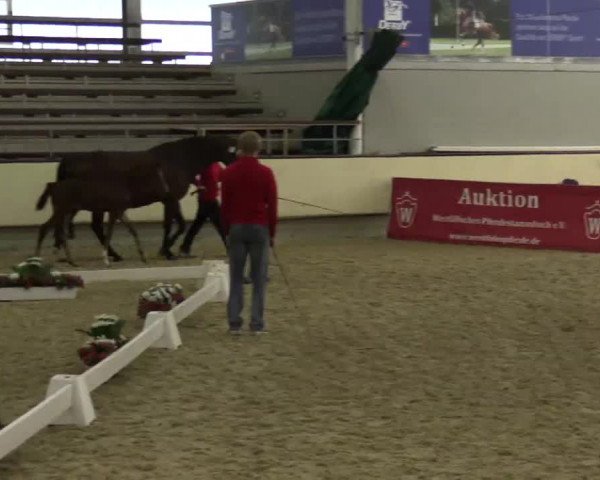 Stuten- und Fohlenschau Münster-Handorf 2015, 14.07.2015, Warmblutfohlen