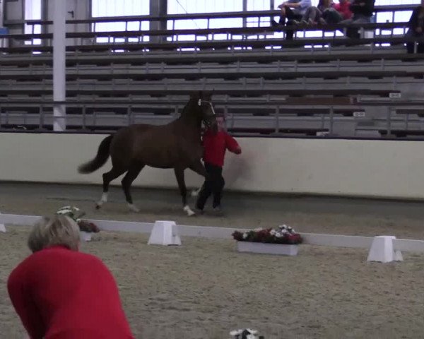 Stuten- und Fohlenschau Münster-Handorf 2015, 14.07.2015, 3- und 4-jährige Warmblutstuten