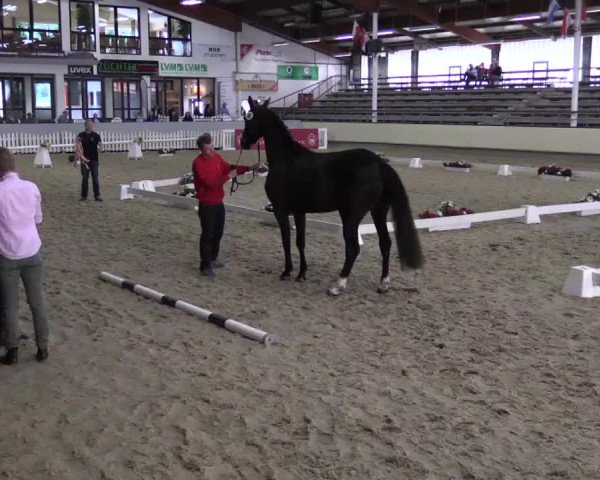Stuten- und Fohlenschau Münster-Handorf 2015, 14.07.2015, 3- und 4-jährige Warmblutstuten