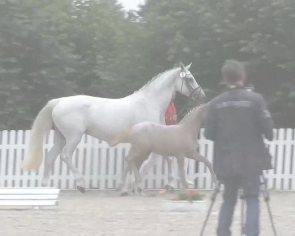 Stuten- und Fohlenschau Münster-Handorf 2015, 14.07.2015, 3- und 4-jährige Warmblutstuten