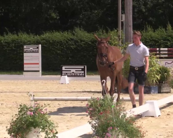 Stuten- und Fohlenschau Olfen-Vinnum, 10.07.2015, 3- und 4-jährige Warmblutstuten