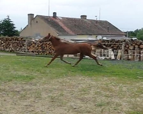 Video von Star Sahira SL