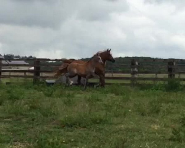 Video of EL `S` Kamree