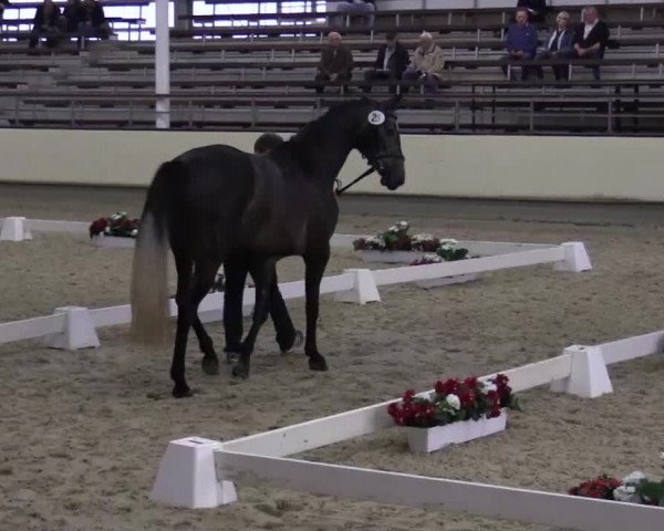Stuten- und Fohlenschau Münster-Handorf 2015, 14.07.2015, 3- und 4-jährige Warmblutstuten