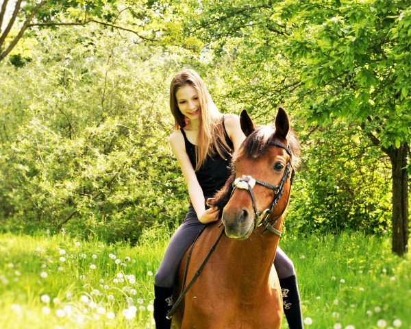 Dressurpferd Komtessa 30 (Deutsches Reitpony, 2006, von Churchill)