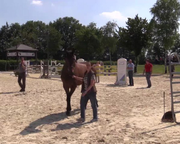 Stuten- und Fohlenschau Olfen-Vinnum, 10.07.2015, 3- und 4-jährige Warmblutstuten