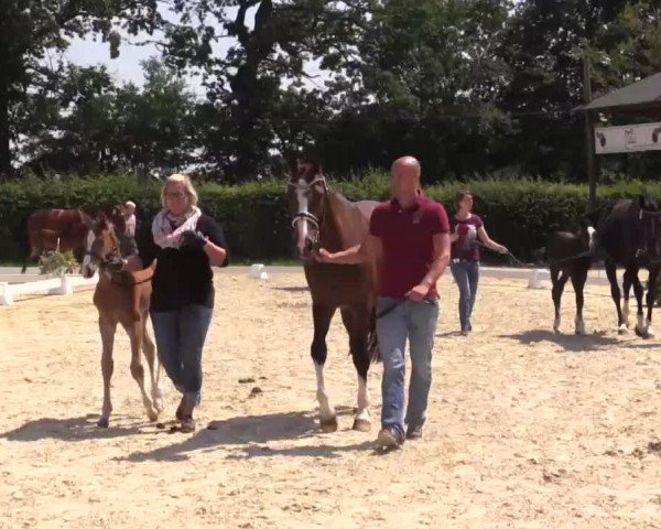 Stuten- und Fohlenschau Olfen-Vinnum, 10.07.2015, Warmblutfohlen