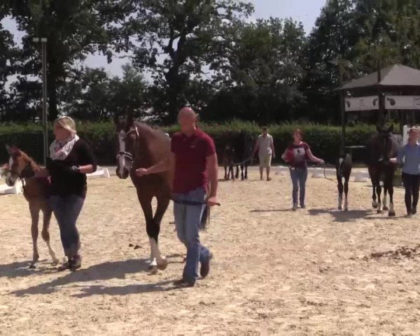 Stuten- und Fohlenschau Olfen-Vinnum, 10.07.2015, Warmblutfohlen