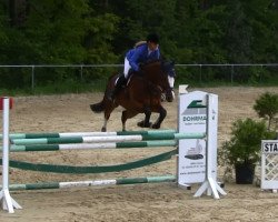 jumper Lisanto 2 (Westphalian, 2008, from Lissacor)