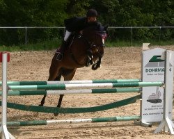 Springpferd Lucky Boy 238 (Deutsches Sportpferd, 2007, von Lancelot Quainton)