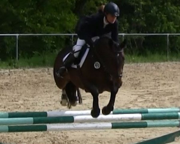 Caballo de salto Shinji (Westfaliano, 2008, de Stalypso)