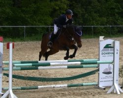 jumper Quibelle 16 (Westphalian, 2008, from Quinta Real)