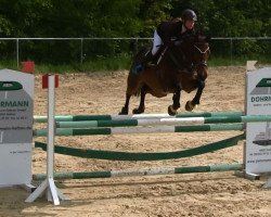 broodmare Carlea CR (Holsteiner, 2008, from Clearway)