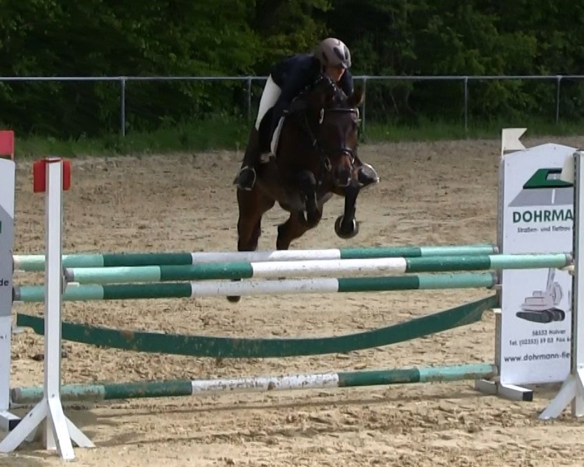 jumper Golda D (Oldenburg, 2008, from Stakkato)