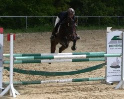 jumper Golda D (Oldenburg, 2008, from Stakkato)