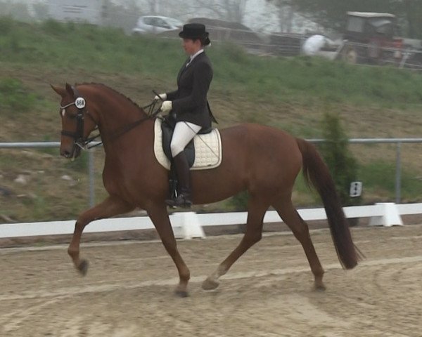 dressage horse Rabea 90 (Oldenburg, 2005, from Relevant)