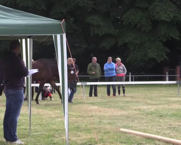 Stuten- und Fohlenschau Rheine-Wadelheim, 09.07.2015, 3-jährige Warmblutstuten