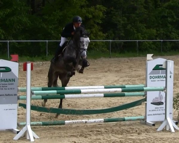 jumper Carinya (Holsteiner, 2009, from Casall Ask)