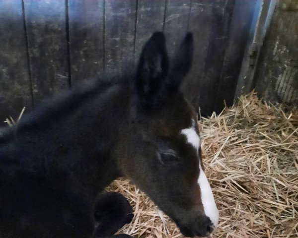 broodmare Odette Z (Zangersheide riding horse, 2021, from Ogano)