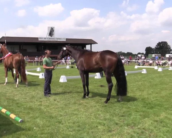 Stuten- und Fohlenschau Ennigerloh (Ostenfelde) am 06.07.2015, Warmblutstuten
