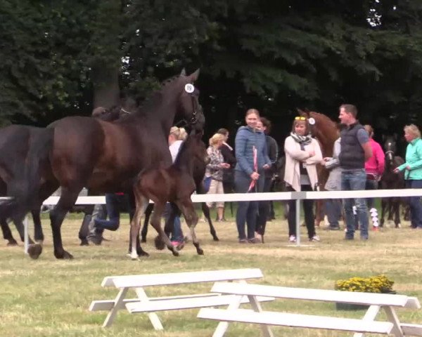 Stuten- und Fohlenschau Rheine-Wadelheim, 09.07.2015, Warmblutfohlen