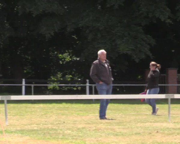 Stuten- und Fohlenschau Rheine-Wadelheim, 09.07.2015, Warmblutfohlen