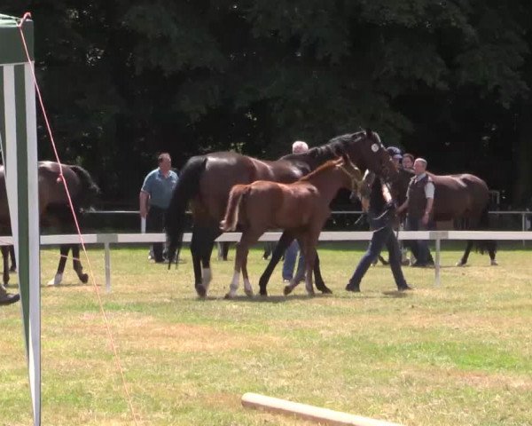 Stuten- und Fohlenschau Rheine-Wadelheim, 09.07.2015, Warmblutfohlen
