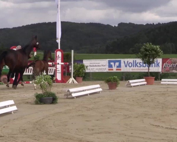 Stuten- und Fohlenschau Lindlar 2015, 08.07.2015, Warmblutfohlen