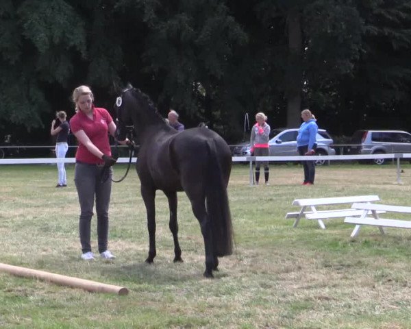 Stuten- und Fohlenschau Rheine-Wadelheim, 09.07.2015, 3- und 4-jährige Ponystuten