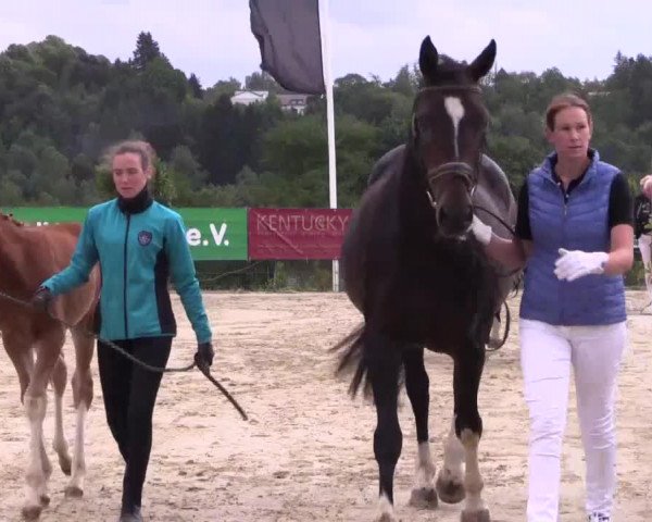 Stuten- und Fohlenschau Lindlar 2015, 08.07.2015, Warmblutfohlen