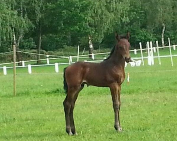 Pferd Maranello (Westfale, 2014, von Monte Cain)