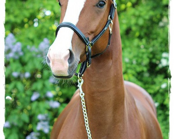 horse La Belle (Hanoverian, 2009, from Lesieux)