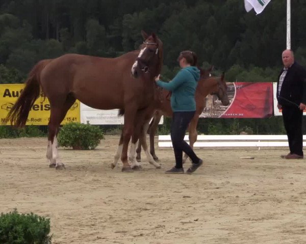 Stuten- und Fohlenschau Lindlar 2015, 08.07.2015, Warmblutfohlen