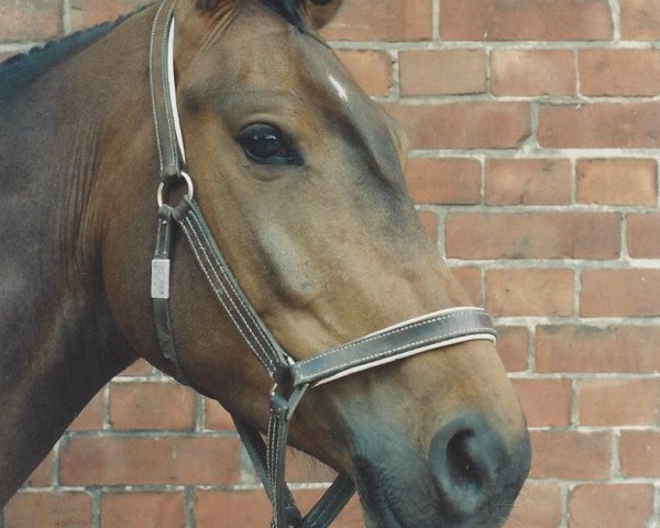 horse Leandro 43 (Hanoverian, 1989, from Lombardo)