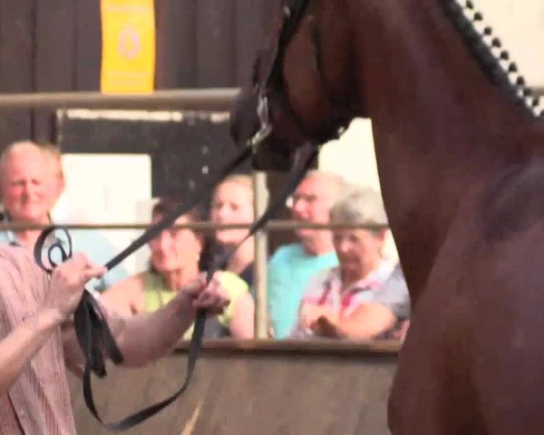 Stuten- und Fohlenschau Attendorn-Niederhelden am 02.07.2015, Warmblutstuten