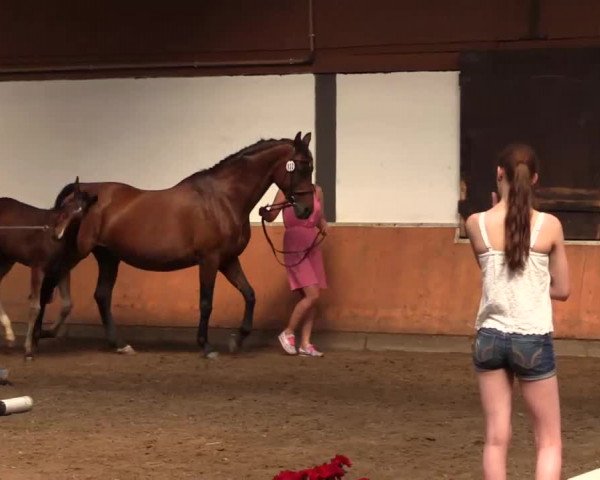 Stuten- und Fohlenschau Attendorn-Niederhelden am 02.07.2015, Warmblutfohlen