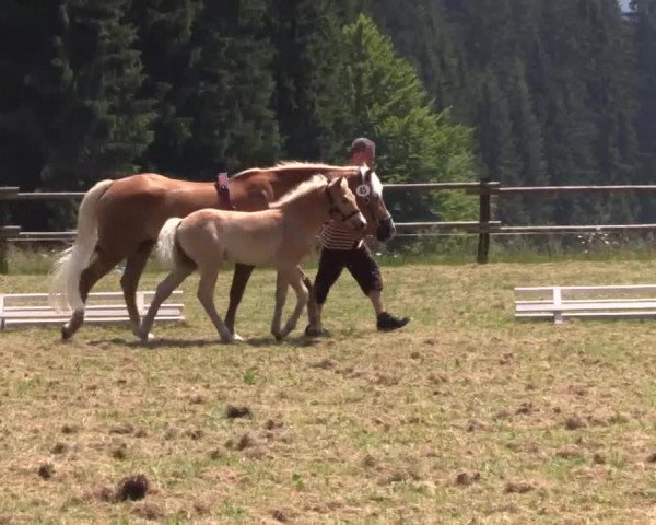 Stuten- und Fohlenschau Stünzel am 03.07.2015, Haflinger