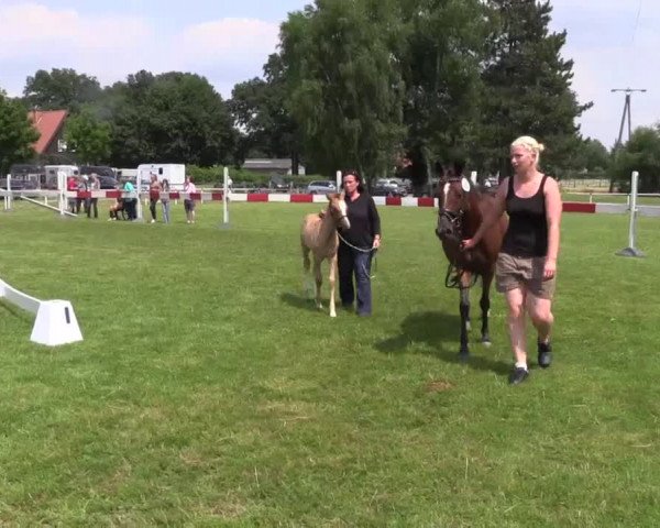 Stuten- und Fohlenschau Ennigerloh (Ostenfelde) am 06.07.2015, Deutsches Reitpony- Fohlen
