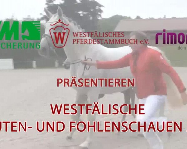 Stuten- und Fohlenschau Attendorn-Niederhelden am 02.07.2015, Shetland - Fohlen, Stuten, Dt. Partbred Shetl.